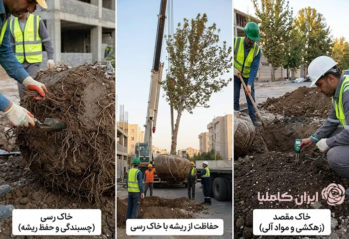 تاثیر نوع خاک بر جابجایی درخت